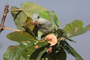 Monk Parakeet (Myiositta monachus) adult, feeding on Fig (Ficus sp. ) fruit, Colonia, Uruguay, february