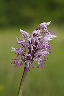 Massif Central Prints: Monkey Orchid (Orchis simia) close-up of flowerspike