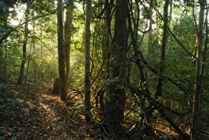 Rain Forests Prints: Monsoon rainforest interior, at dawn during dry season