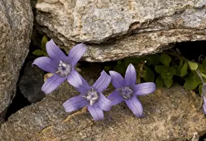 Alpines Prints: Mont Cenis Bellflower (Campanula cenisia) flowering