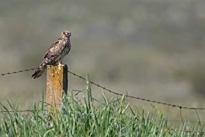 Montagu's Harrier (Circus pygargus) adult female, standing on fencepost in steppe, La Serena, Badajoz, Extremadura, Spain, march