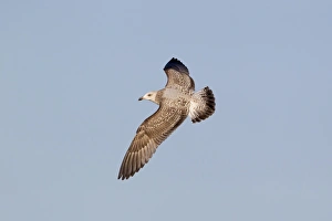 Montagus Harrier (Circus pygargus) adult female, in flight, on migration through mountains during blizzard