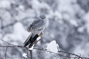 Migrating Prints: Montagu's Harrier (Circus pygargus) adult male
