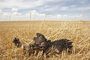 Corpses Prints: Montagu's Harrier (Circus pygargus) dead chick