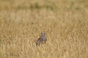 Stubble Prints: Montagu's Harrier (Circus pygargus) immature male