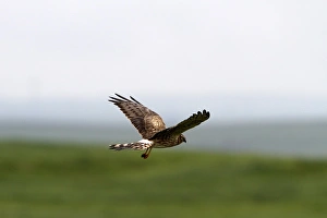 Circus Prints: Montagus Harrier female
