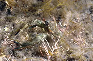 Decapod Prints: Montagus Plated Lobster (Galathea squamifera) adult