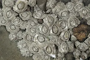 Montagus Stellate Barnacle (Chthamalus montagui) adults, group exposed on rocks at low tide, Kimmeridge