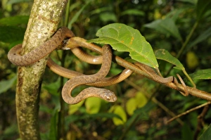 Congo Prints: Montane Egg-eater Snake (Dasypeltis atra) adult, coiled on branch, Kahuzi-Biega N. P