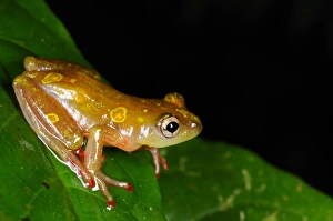 Montane Reed Frog (Hyperolius castaneus) adult, sitting on leaf in montane rainforest, Nyungwe Forest N. P