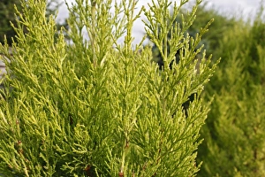 Varieties Prints: Monterey Cypress (Cupressus macrocarpa) Goldcrest