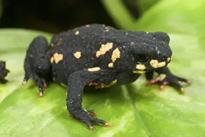 Montevideo Redbelly Toad (Melanophryniscus montevidensis) adult, sitting on leaf