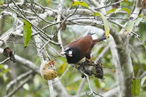 Iceterids Prints: Montezuma Oropendola (Psarocolius montezuma) adult