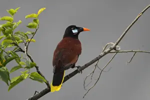 Montezuma Oropendola (Psarocolius montezuma) adult, perched on branch in tree, Costa Rica, february