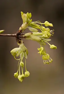 Maples Prints: Montpelier Maple (Acer monspessulanum) close-up of flowers, Northern Greece, April