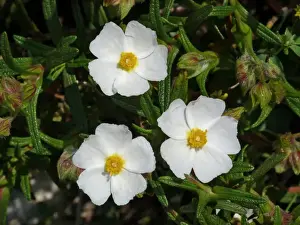Shrubs Prints: Montpelier Rockrose (Cistus monspeliensis) close-up of flowers, Corsica, France, April
