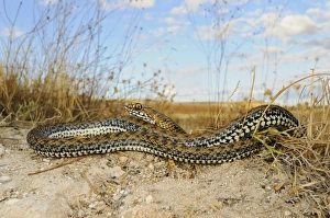 Venomous Prints: Montpellier snake (Malpolon monspessulanus) young