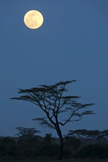 Serengeti Prints: Moon over savannah at night, Serengeti N. P. Tanzania, november