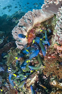 Komodo Prints: Moon Wrasse (Thalassoma lunare) shoal