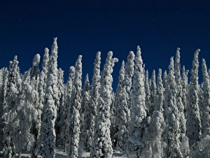 Moon Prints: Moonlit snow covered taiga forest at night during full moon