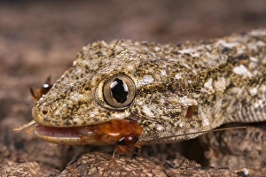 Gecko Prints: Moorish Gecko (Tarentola mauritanica) adult
