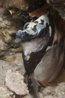 Sipadan Prints: Moorish Idol (Zanclus cornutus) adult