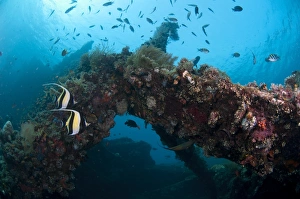 Ship Prints: Moorish Idol (Zanclus cornutus) two adults
