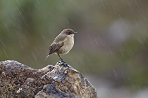 Horn Of Africa Prints: Moorland Chat (Cercomela sordida) adult