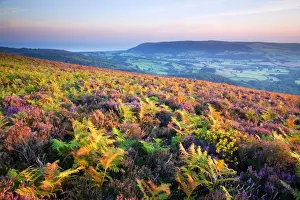 Fern Prints: Moorland habitat with ferns and heather on hillside overlooking valley and coast at sunrise