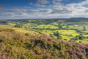 Trending: Moorland outcrop with flowering Common Heather (Calluna vulgaris) overlooking farmland in valley