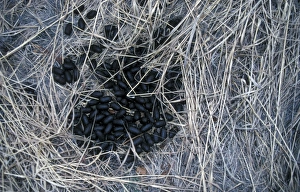 Moose Prints: Moose (Alces alces) Droppings / Arctic Siberia, Russia