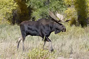 Animals USA Prints: Moose (Alces alces) Male walk with Autumn/Fallcolour Grand Teton Nat Park USA