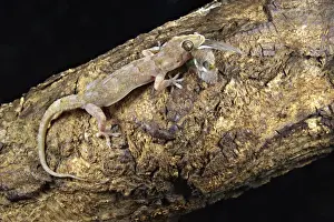 Killing Prints: Moreau's Tropical House Gecko (Hemidactylus mabouia) adult