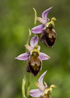 Sardinian Prints: Morisi Orchid (Ophrys morisii) flowering, Sardinia, Italy, April