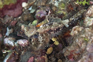 Corals Prints: Morrisons Dragonet (Synchiropus morrisoni) adult