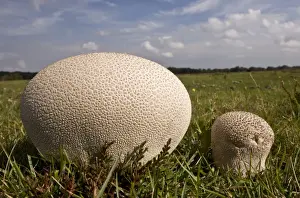 Heathland Prints: Mosaic Puffball (Calvatia utriformis) fruiting bodies
