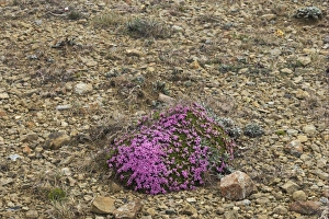 Unst Prints: Moss Campion (Silene acaulis) flowering