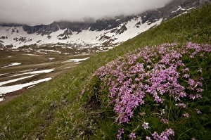 Moss Campion (Silene acaulis) flowering, growing in mountain habitat, Cirque de Troumouse, French Pyrenees, France