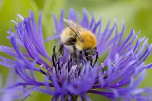 Orkney Prints: Moss Carder Bee (Bombus muscorum) Shetland Bumblebee