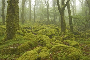 Mosses Prints: Moss covered boulders in misty oak woodland