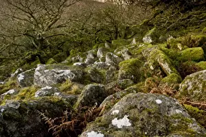 Moor Land Prints: Moss covered boulders and stunted Common Oak (Quercus sp)