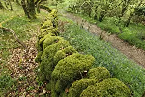 Mosses Prints: Moss covered drystone wall in ancient woodland habitat