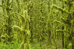 Damp Prints: Moss covered trees in old growth temperate rainforest habitat