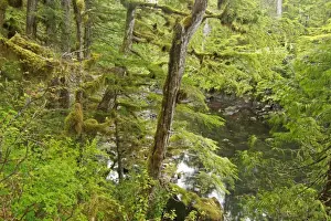 Rainforest Prints: Moss covered trees in temperate coastal rainforest habitat