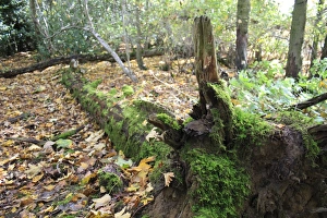 Damp Prints: Moss growing on fallen tree trunk in woodland
