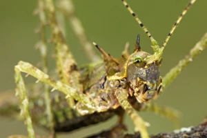 Orthoptera Prints: Moss Katydid (Campionica montana) adult