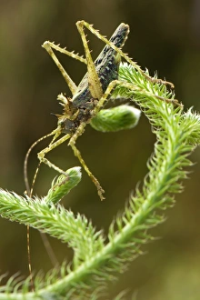 Moss Katydid (Campionica montana) adult, resting on giant clubmoss, Manu Road, Departemento Cusco, Andes, Peru