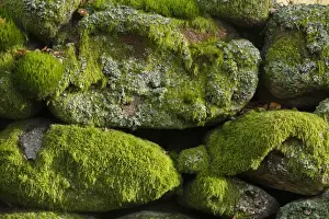 Environmental Prints: Mosses and lichens covering boulders in granite drystone wall
