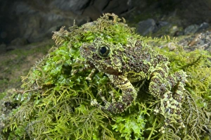 Mossy Frog (Theloderma corticale) adult, camouflaged on moss, North Vietnam