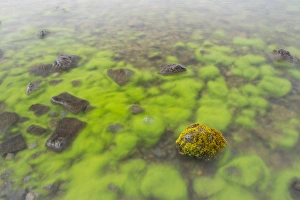 Stones Prints: Mossy stone in lake, Lake Thingvallavatn, Thingvellir N. P. Iceland, June